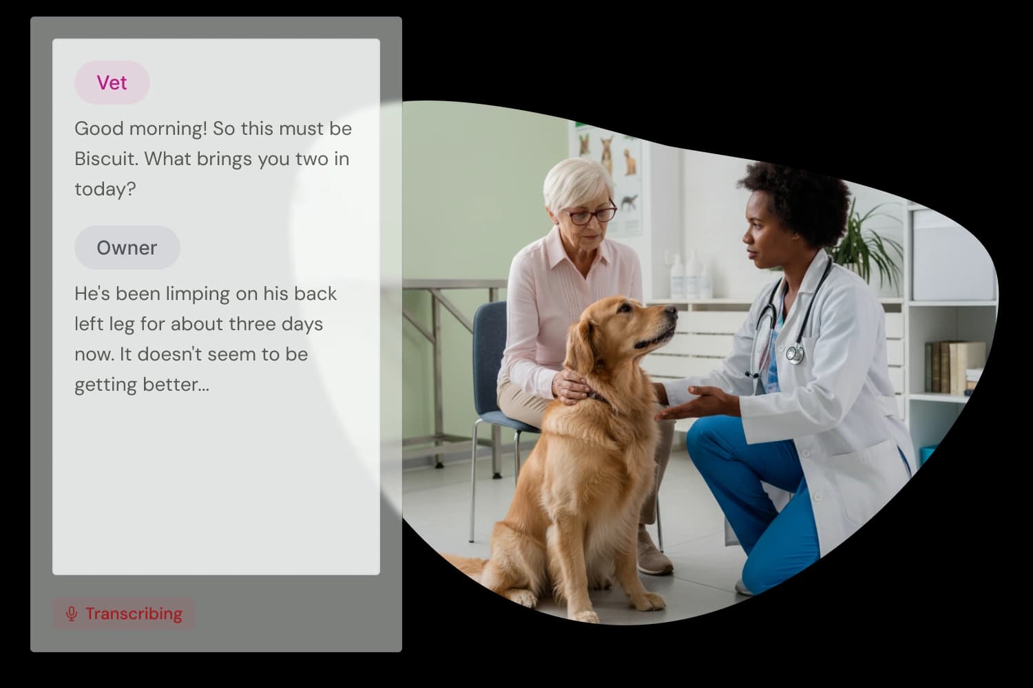 Vet examining a golden retriever while talking to the elderly owner in a clinic.